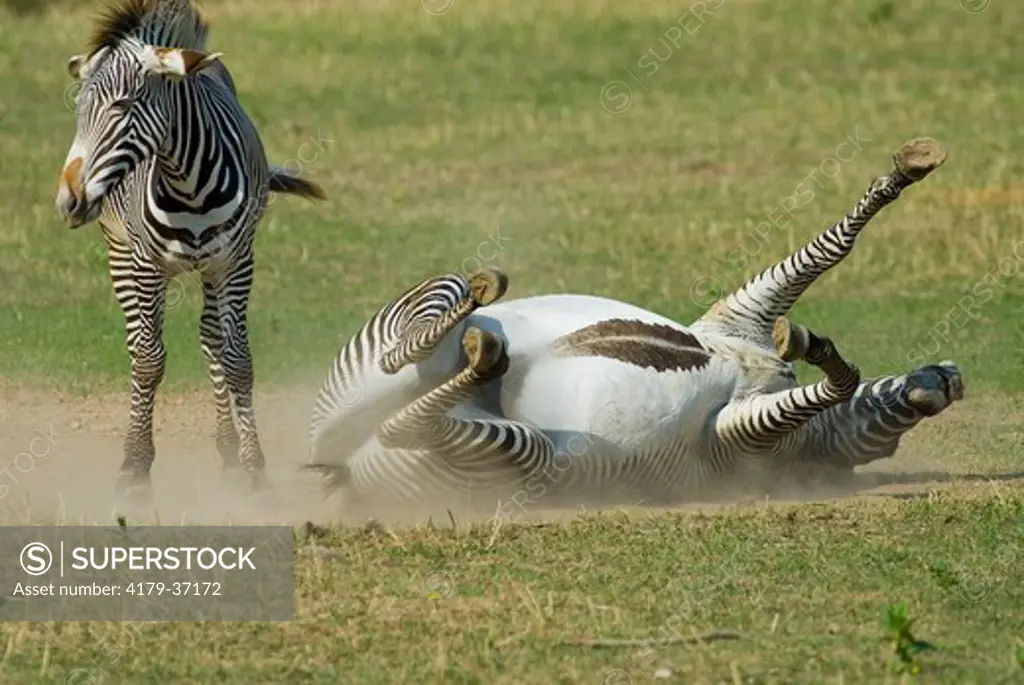 Grevy's Zebra (Equus grevyi) taking a dust bath, Minnesota Zoo, Apple Valley, Minnesota