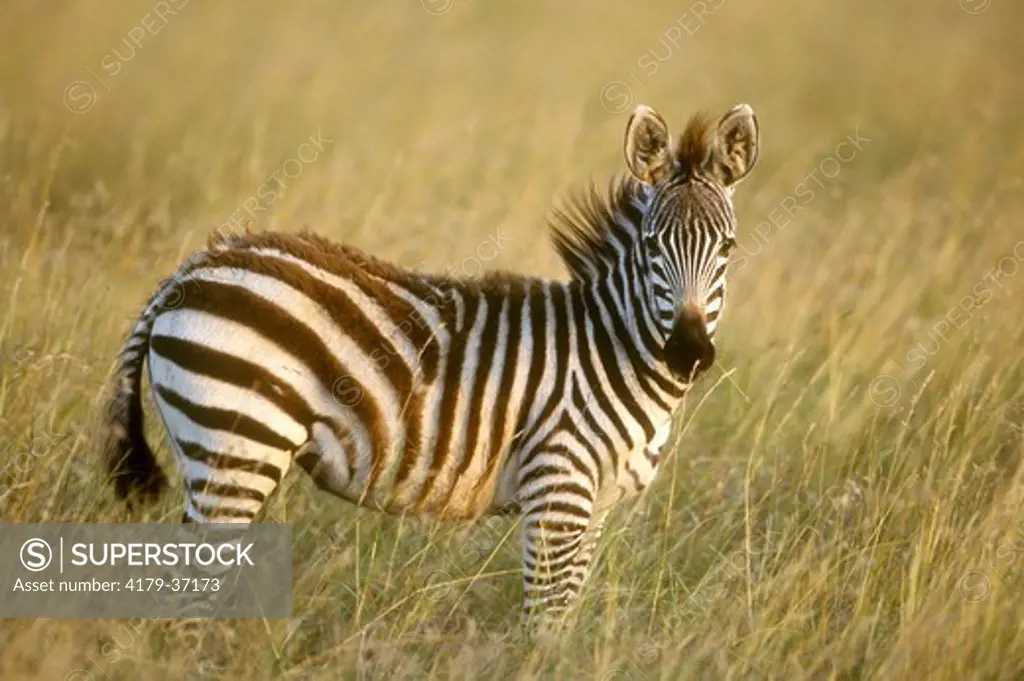 Burchell's Zebra, Young (Equus burchelli), Masai Mara, Kenya