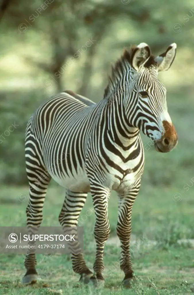Young Grevy's Zebra (Equus grevyi) Samburu NP, Kenya