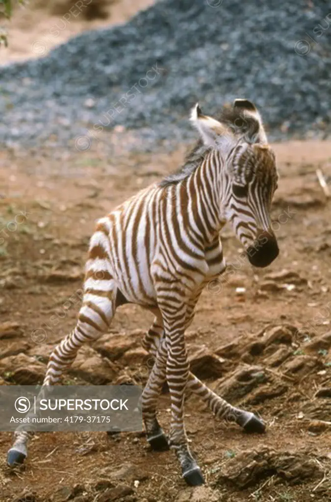 Burchell's Zebra,  baby get- (Equus burchelli) ing legs Nairobi NP, Kenya
