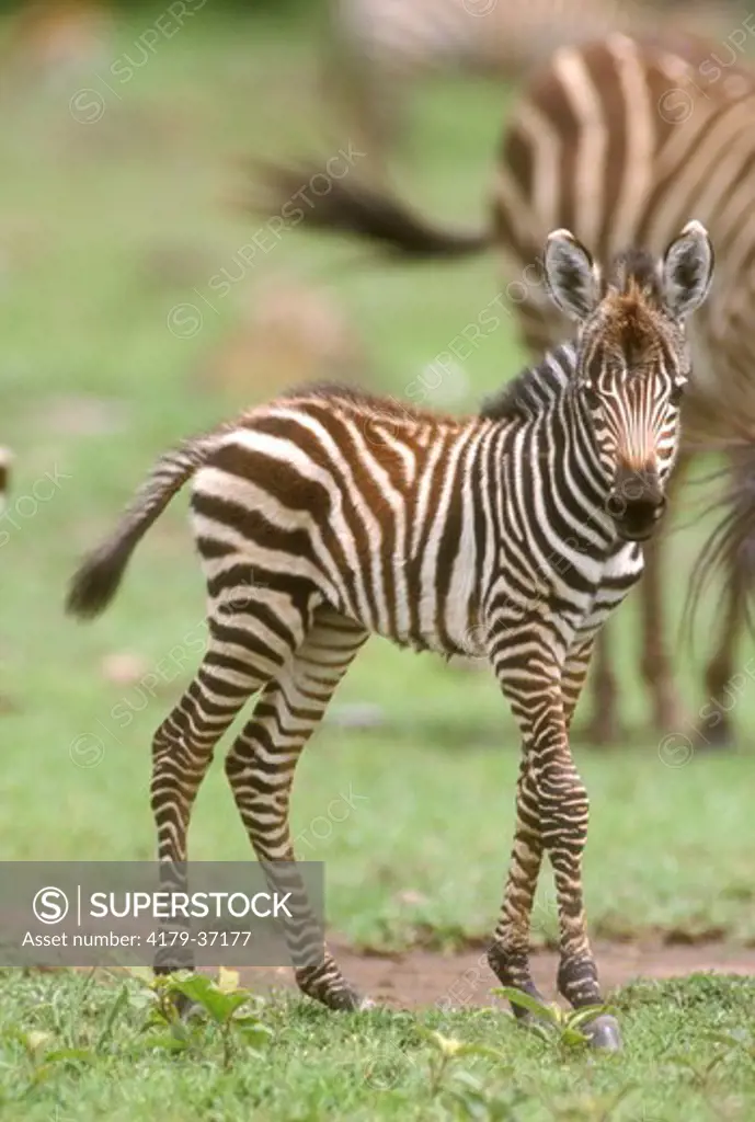 Common Zebra Baby (Equus burchelli) Masai Mara GR, Kenya