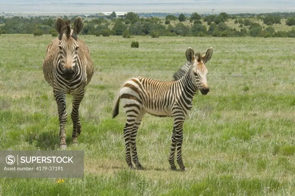 Grevy's Zebras, adult and foal, Canyon Colorado Equid Sanctuary, New Mexico