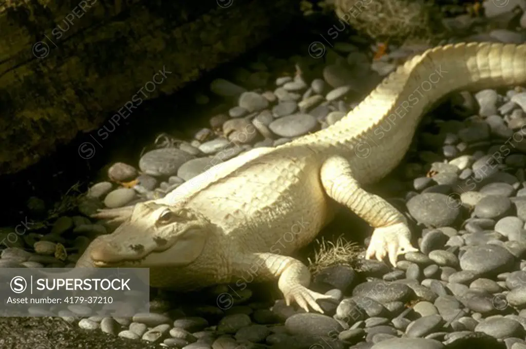 American Alligator  White or Leucism Phase Audubon Zoo