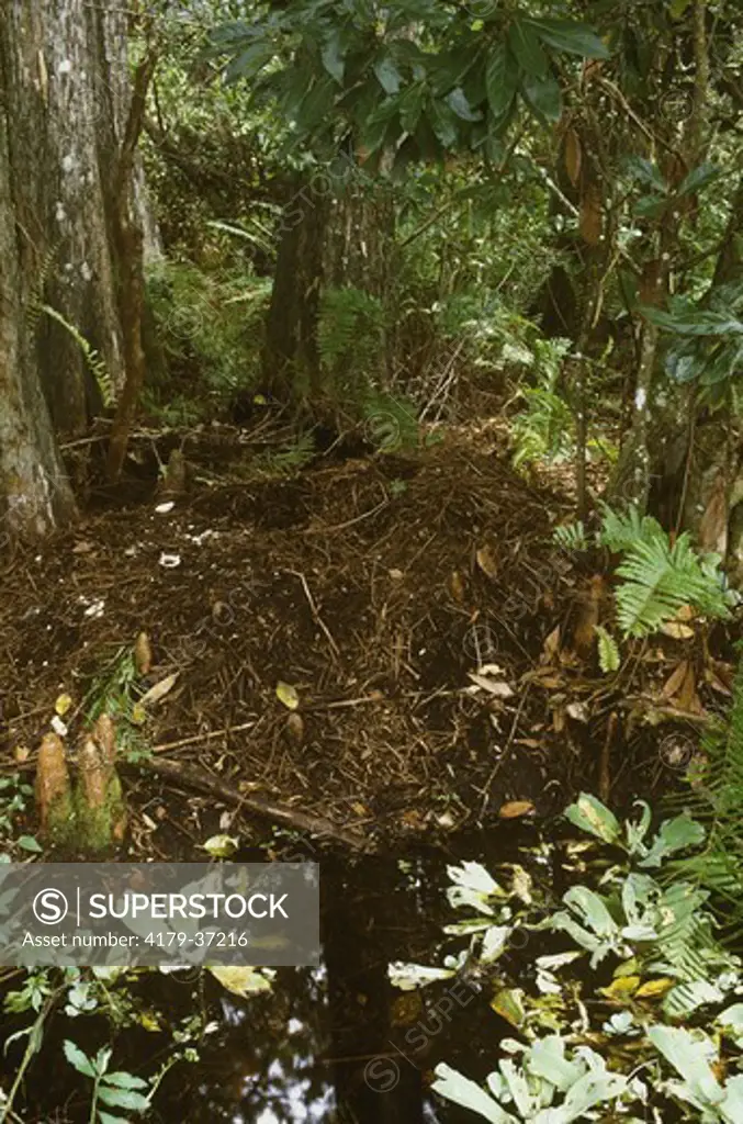 Am. Alligator Nest, Mound of Earth & Leaf Debris, 2-3' high next to Water, FL, Corkscrew Swamp