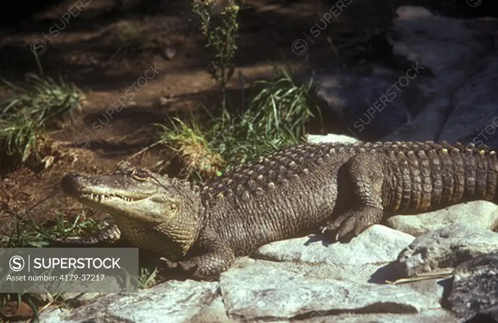 American Alligator (Alligator mississippiensis) Los Angeles Zoo