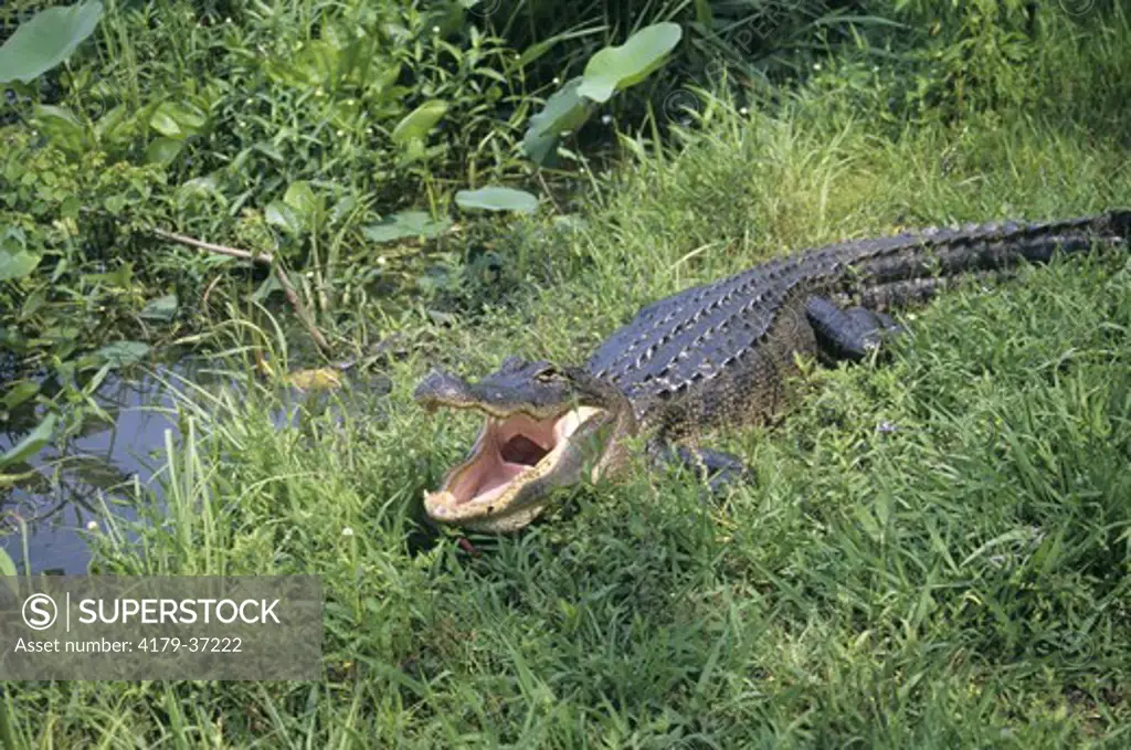 American Alligator (Alligator mississippiensis) Brazos Bend State Park - TX