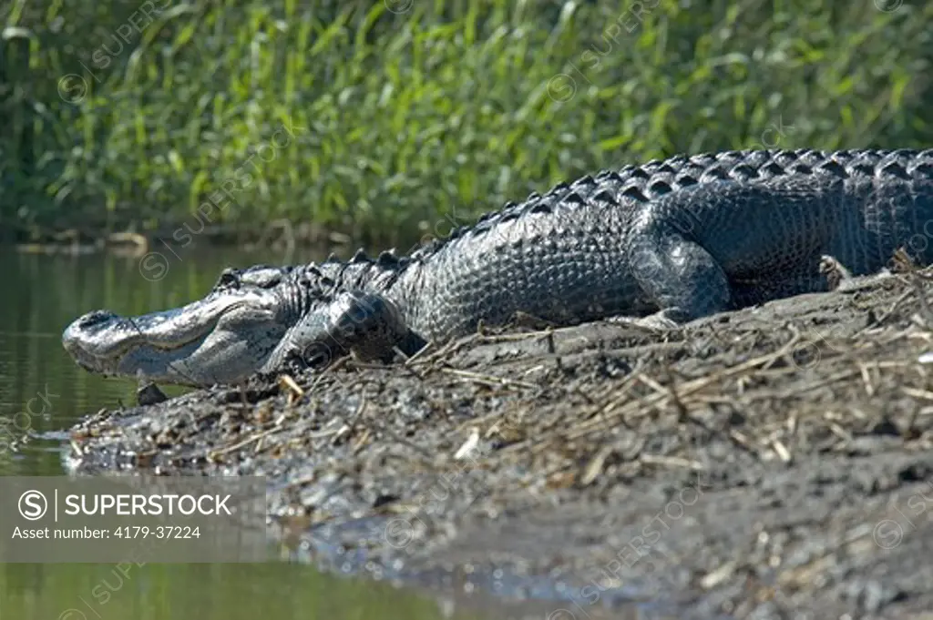 American Alligator, Alligator mississipiensis, Myakka River State Park, Florida