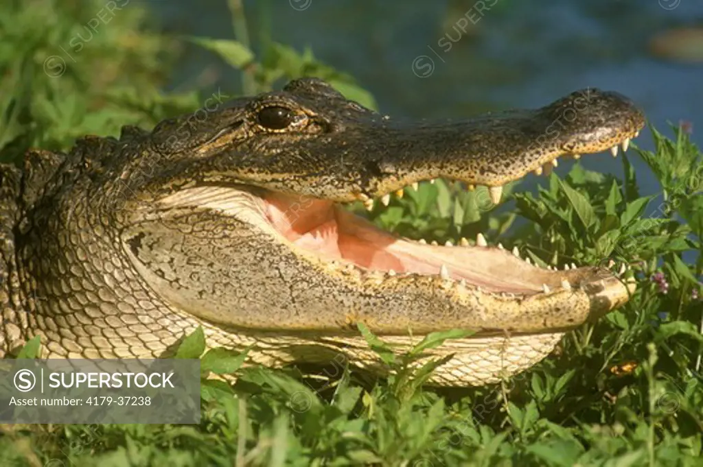 American Alligator (A. mississippiensis), Brazos Bend State Park, TX
