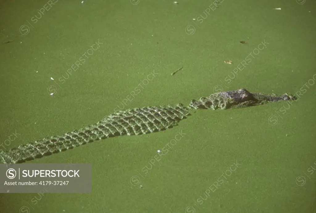 American Alligator (Alligator mississippiensis) Camouflage