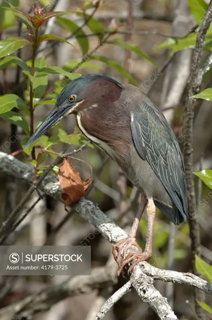 Green Heron (Butorides virescens) Everglades National Park Florida
