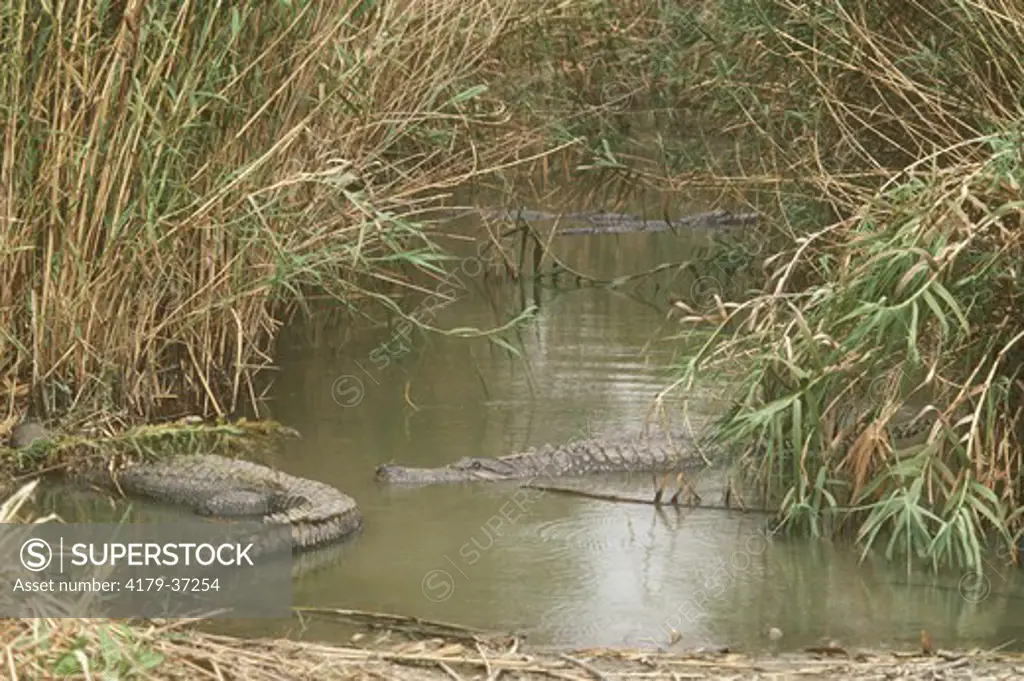 American Alligators (Alligator mississippiensis) Rockefeller Refuge LA Louisiana