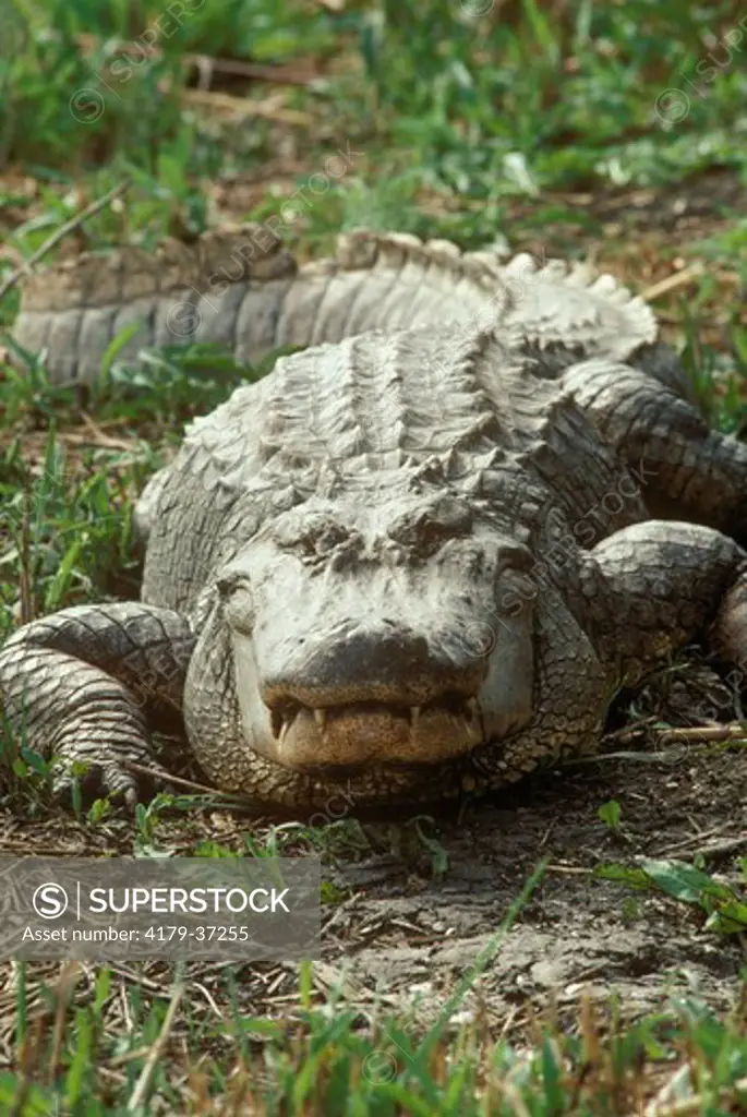 American Alligator (Alligator mississippiensis) Rockefeller Refuge, LA, Louisiana