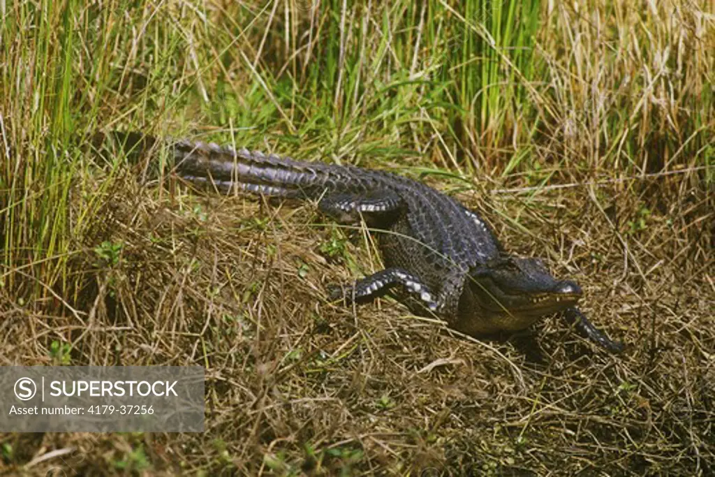 Am. Alligator at Cameron Prairie NWR, LA (A. mississippiensis)