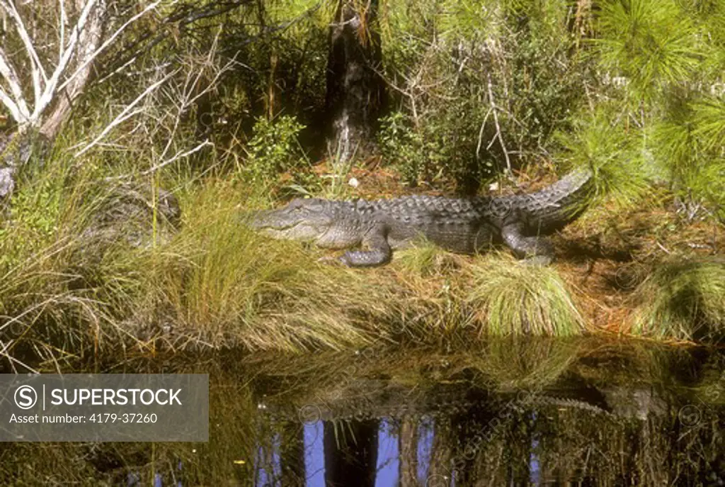 Am. Alligator sunning, St. Mark's NWR, FL, (A. mississippiensis)
