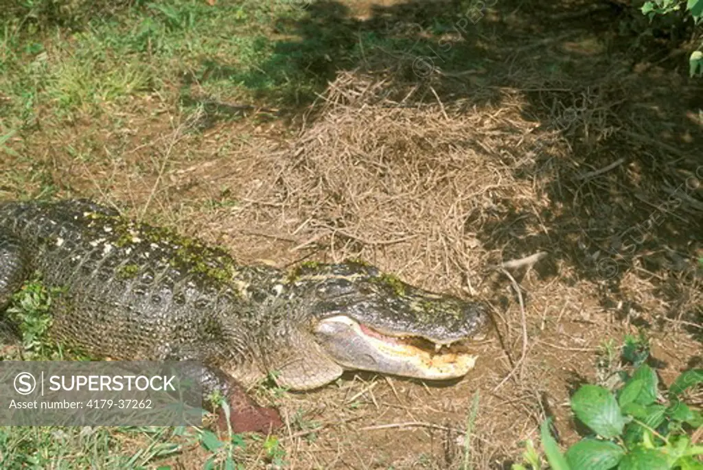 Am. Alligator protecting Nest (A. mississipiensis), Alligator Bayou, LA