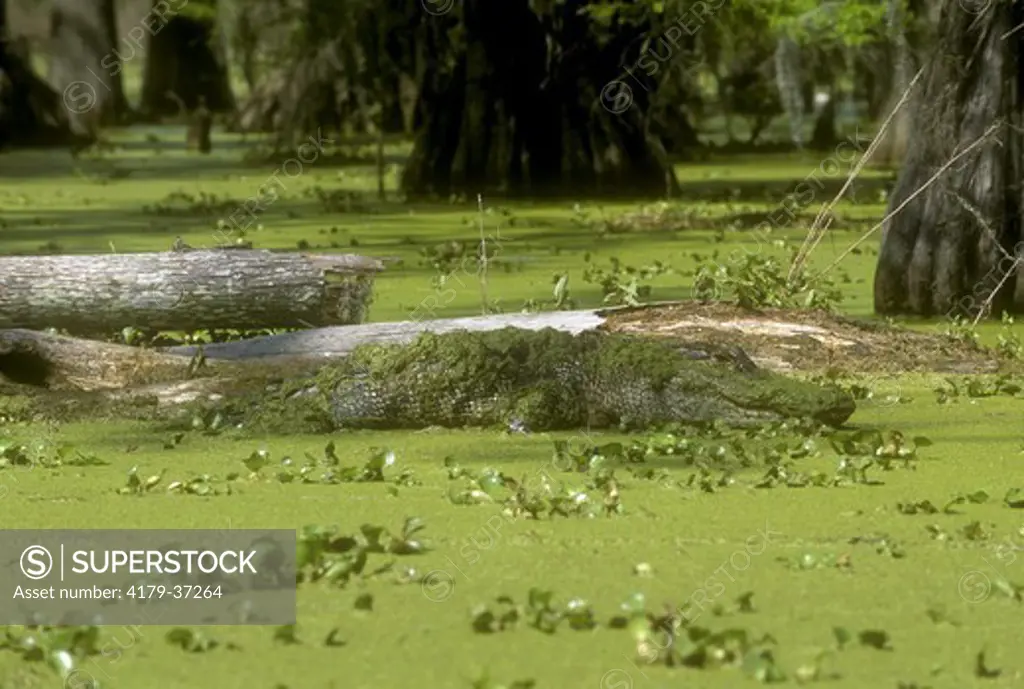 Am. Alligator basking in Duckweed, Lake Martin, Louisiana (A. mississippiensis)