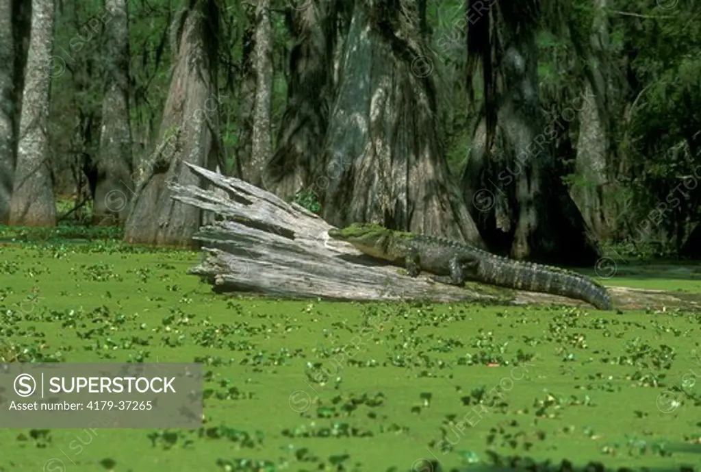 Am. Alligator basking in Duckweed covered Lake Martin, Louisiana (A. mississippiensis)