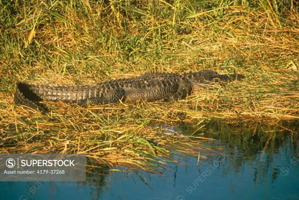 American Alligator (A. mississippiensis)