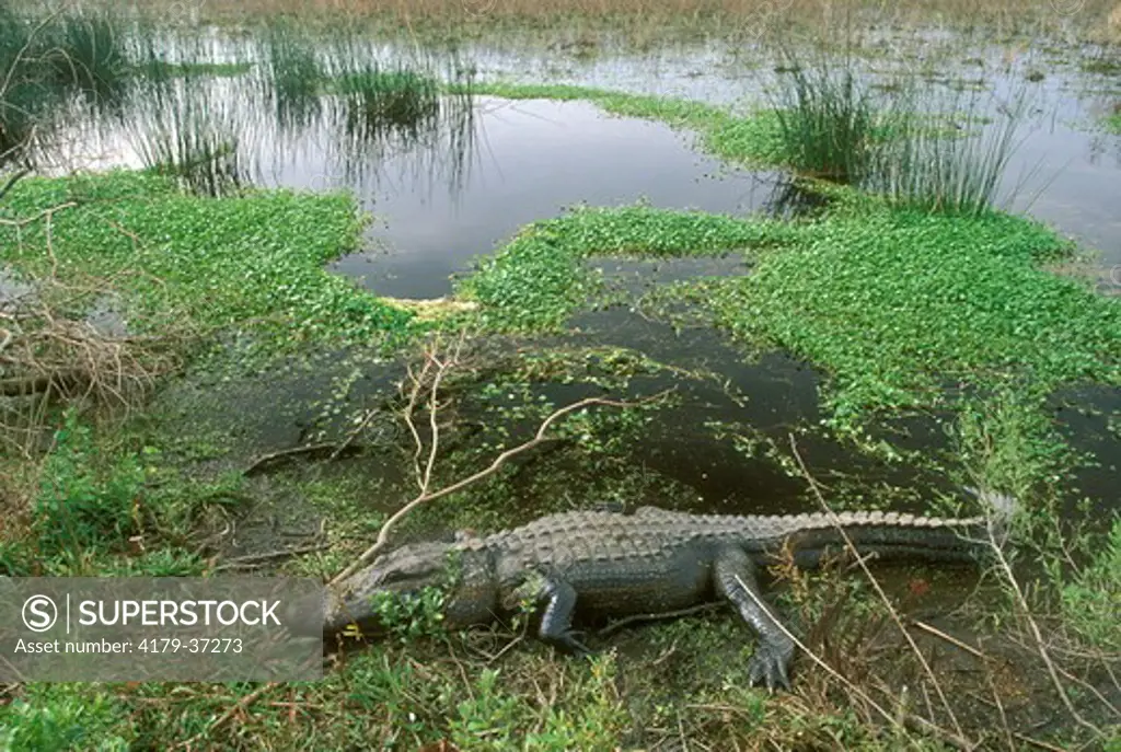 American Alligator Basking (Alligator mississippiensis) Sabine NWR - LA - Feb.