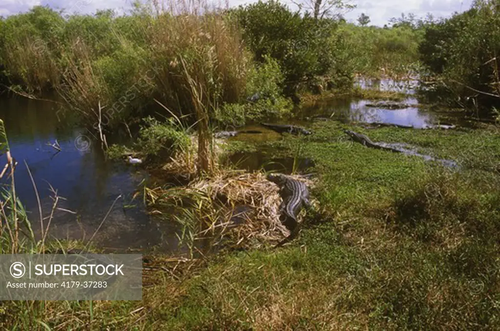 American Alligators (A. mississippiensis), Taylor Slough, Everglades NP, FL