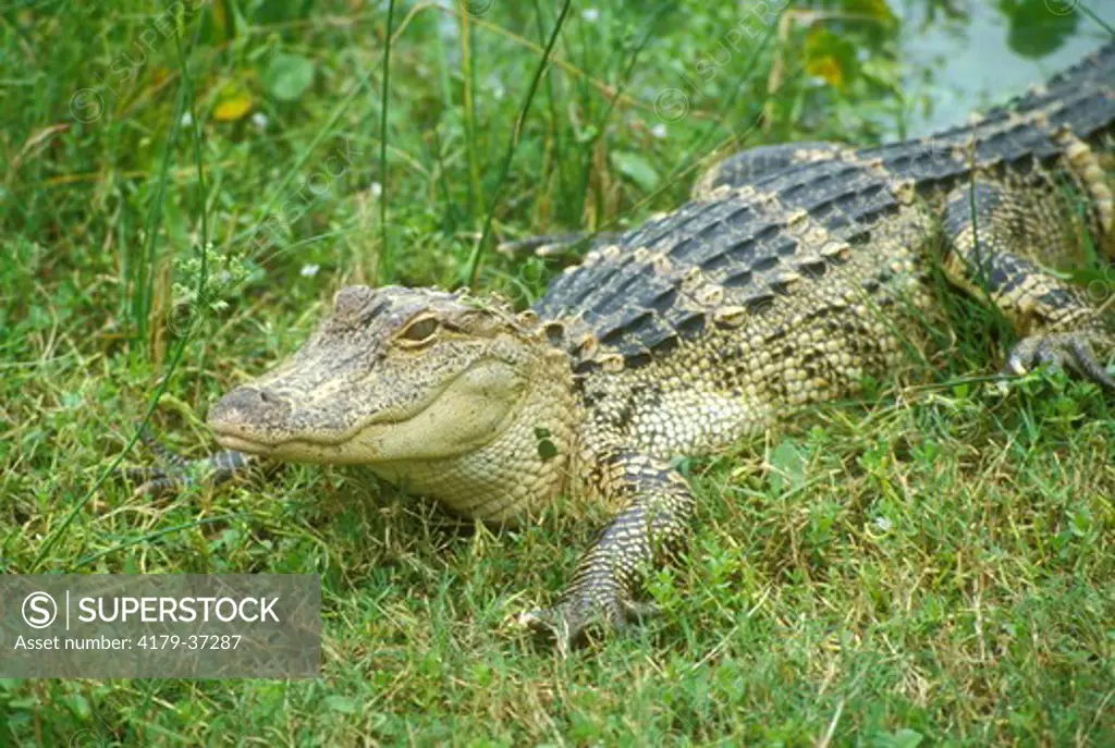 American Alligator (Alligator mississippi) S.W. FL