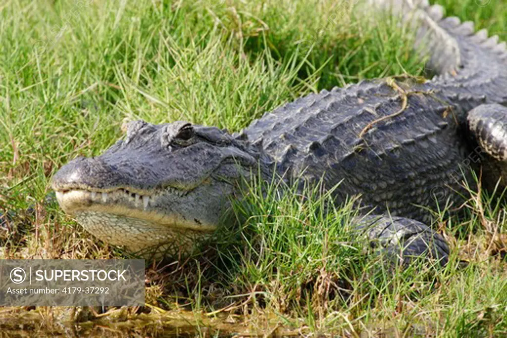 American Alligator sunning (Alligator mississippiensis) Merritt Island NWR, Florida