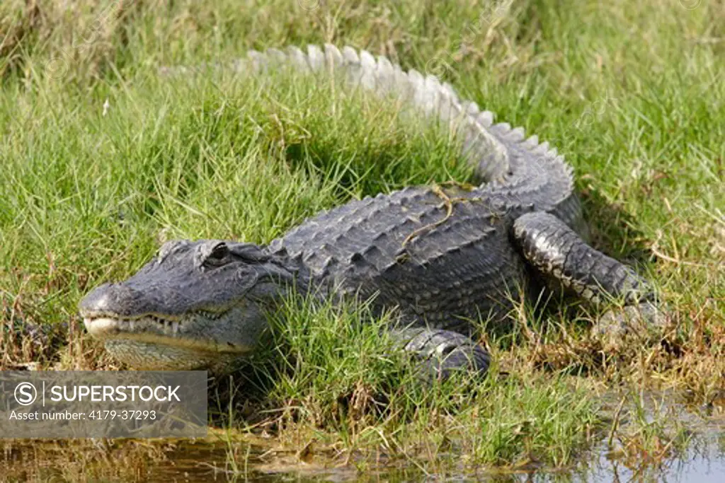 American Alligator sunning (Alligator mississippiensis) Merritt Island NWR, Florida