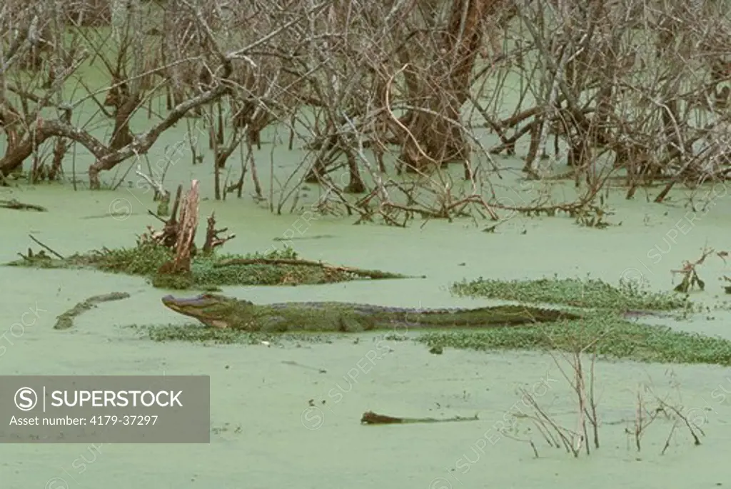 Alligator in Swamp Louisiana