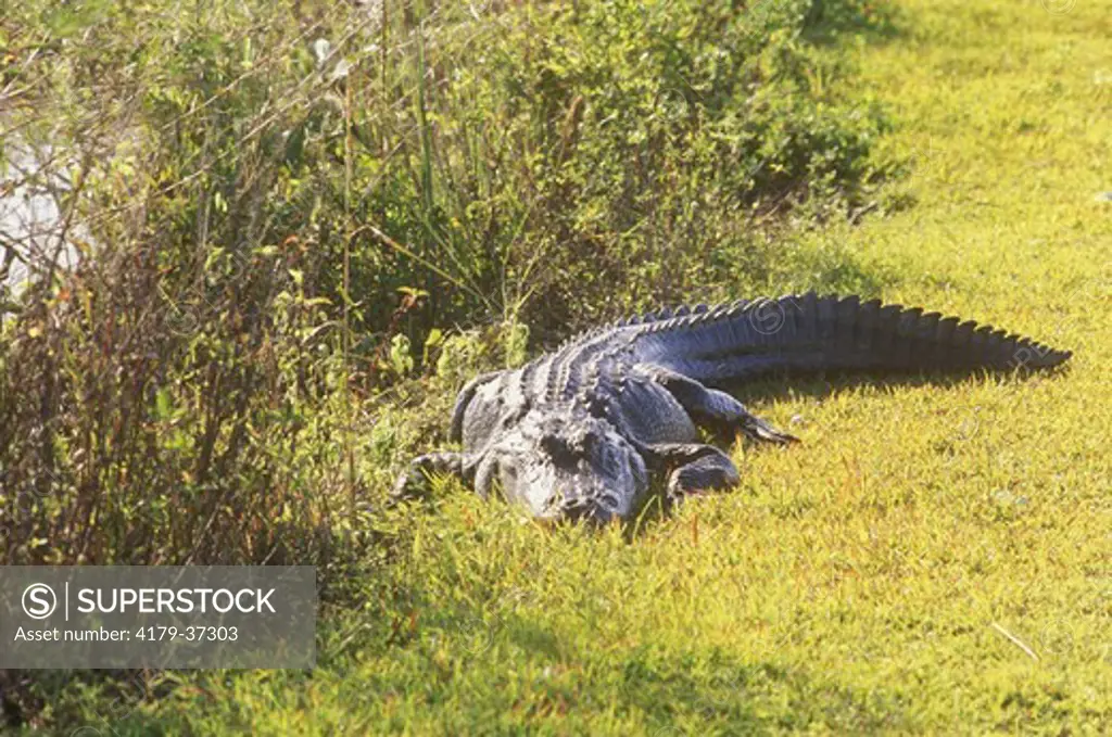 American Alligator (A. mississippiensis), Everglades NP, Florida