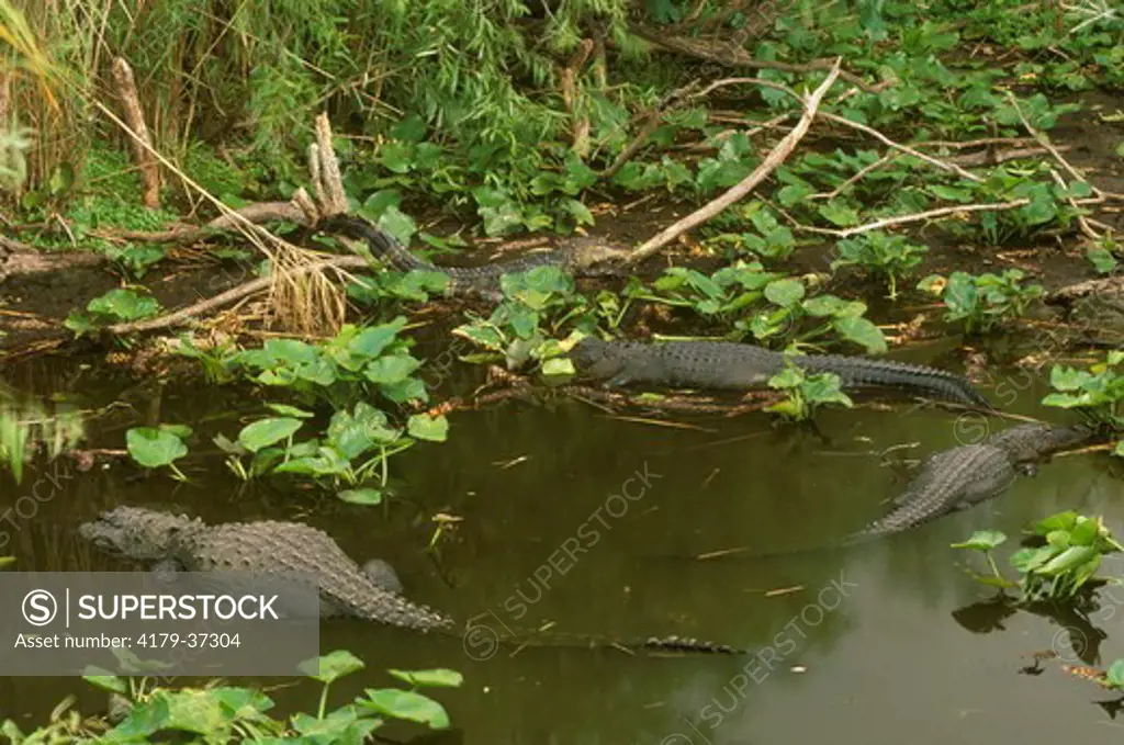 American Alligators at Waterhole in Everglades (A. mississippiensis), FL, Florida