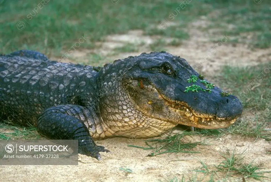 Am. Alligator, big male, Baton Rouge, LA, (A. mississippiensis)