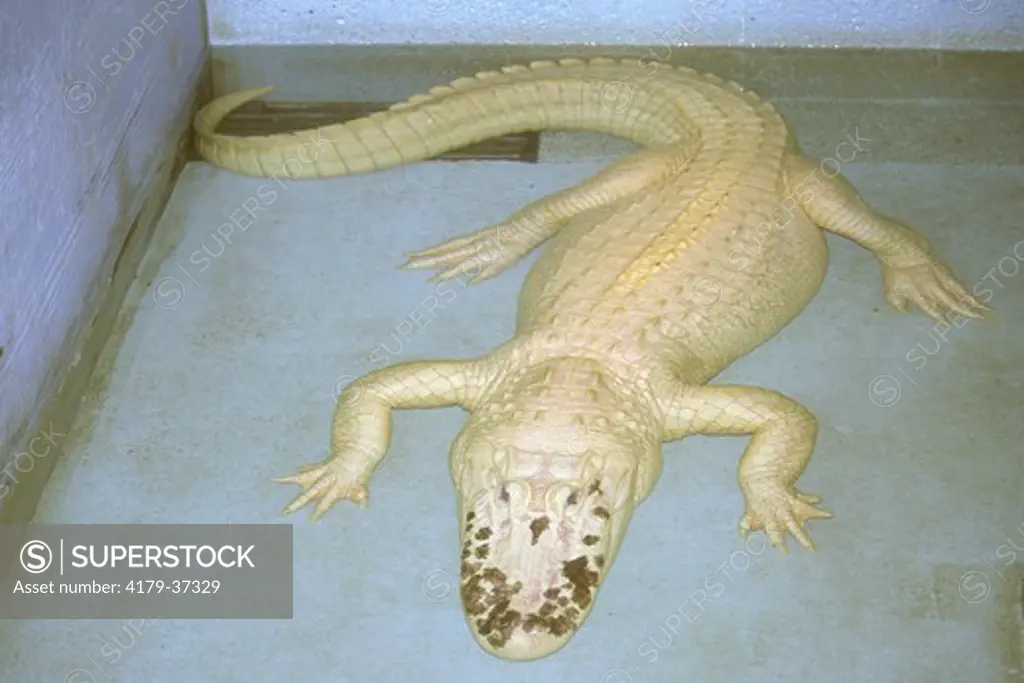 Leucistic Am.  Alligator now part of Audubon Zoo, Galliano, Louisiana