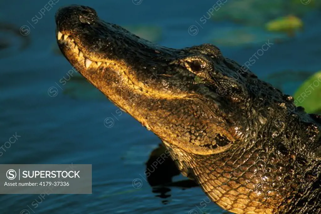 American Alligator  velvia (Alligator mississippiensis) Everglades NP - Florida