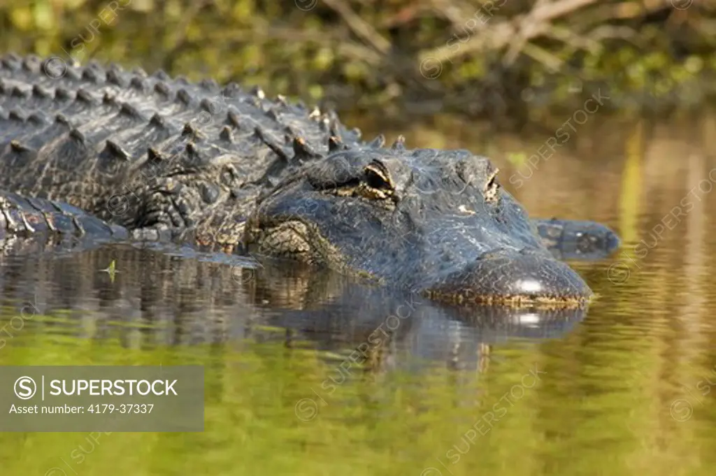 American Alligator (Alligator mississippiensis) Myakka River State Park, Sarasota Co., FL