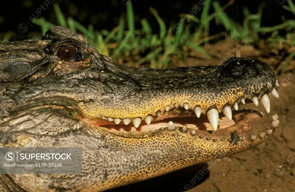 American Alligator Portrait (Alligator mississippiensis) IC - Southeast USA