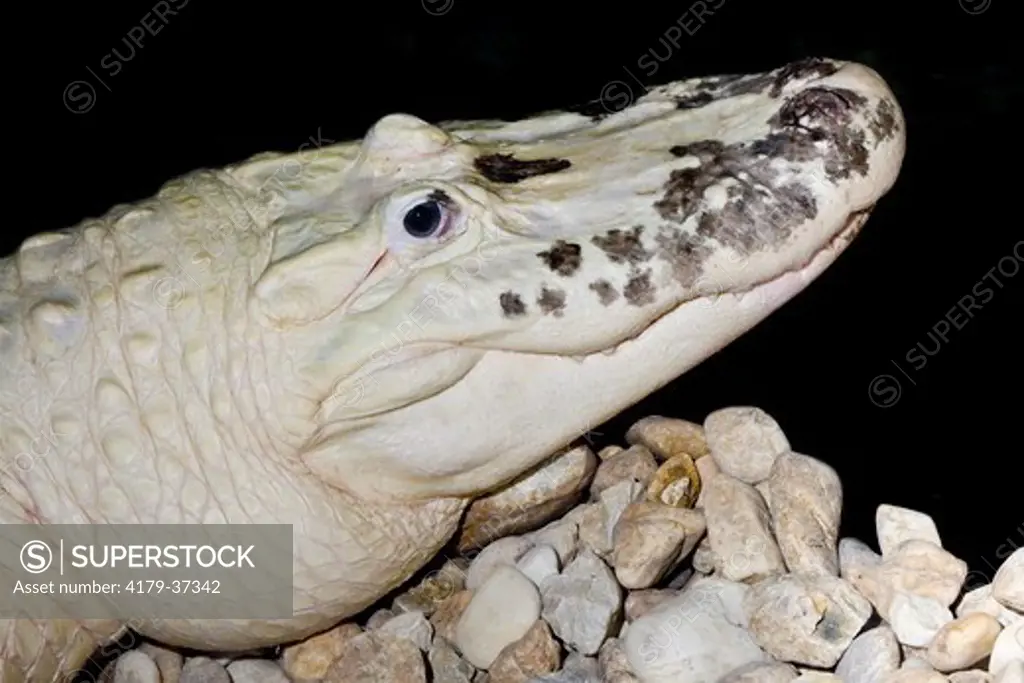 White American Alligator (Alligator mississippiensis) Rare Genetic Mutation called 'Leucism' gives white gators their white skin color and blue eyes.   Although Albinism is also a genetic mutation, the Leucistic gators are not Albinos.  Palm Beach Zoo, We
