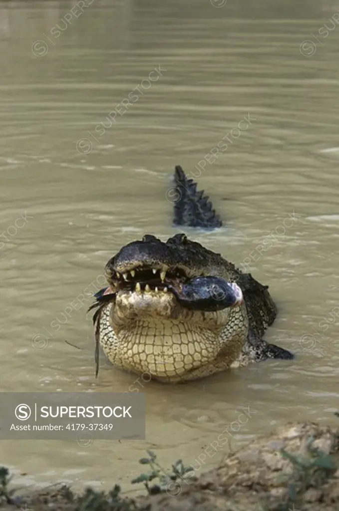 Am. Alligator feeding on Fish, Baton Rouge, LA (A. mississippiensis)