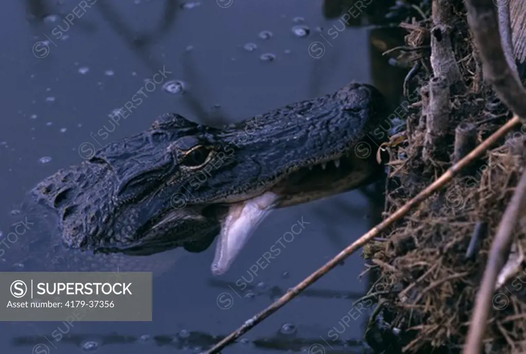 Alligator eating Gar fishEverglades NP - Floridapredator/prey