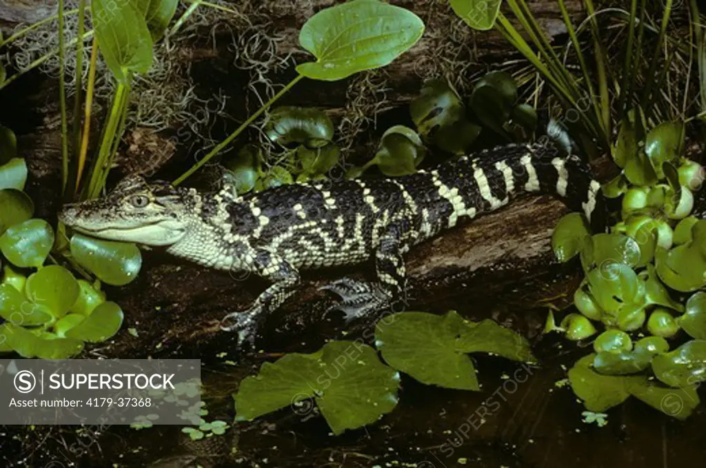 Juvenile American Alligator (Alligator mississippiensis)
