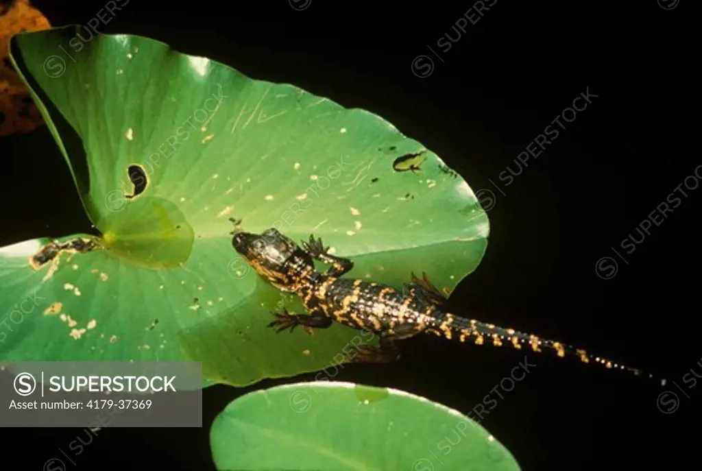 Baby American Alligator (A. mississippiensis)