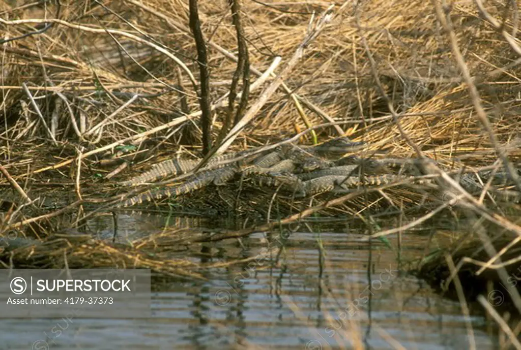 Young Am. Alligators near Nest, Sabine NWR (A. mississippiensis)