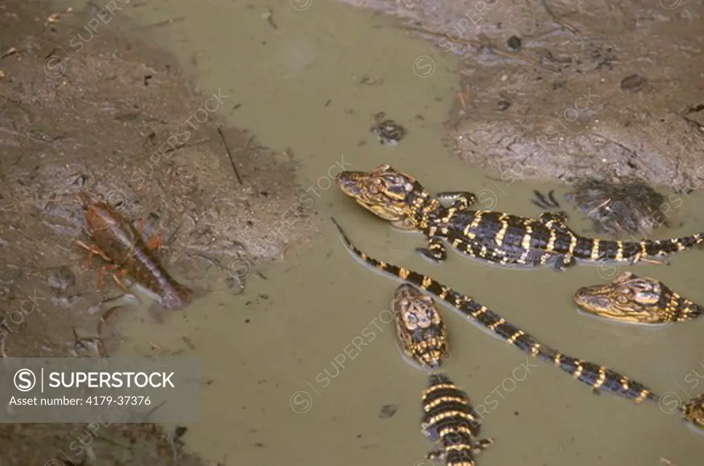 Hatchling Am. Alligators in drying Mud Hole with Crayfish, Baton Rouge, LA
