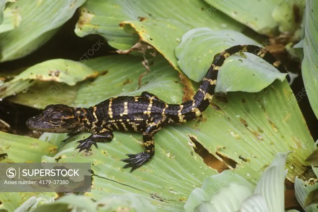 Am. Alligator, 1 wk. old hatchling on Water Lettuce leaves, Corkscrew Swamp, FL