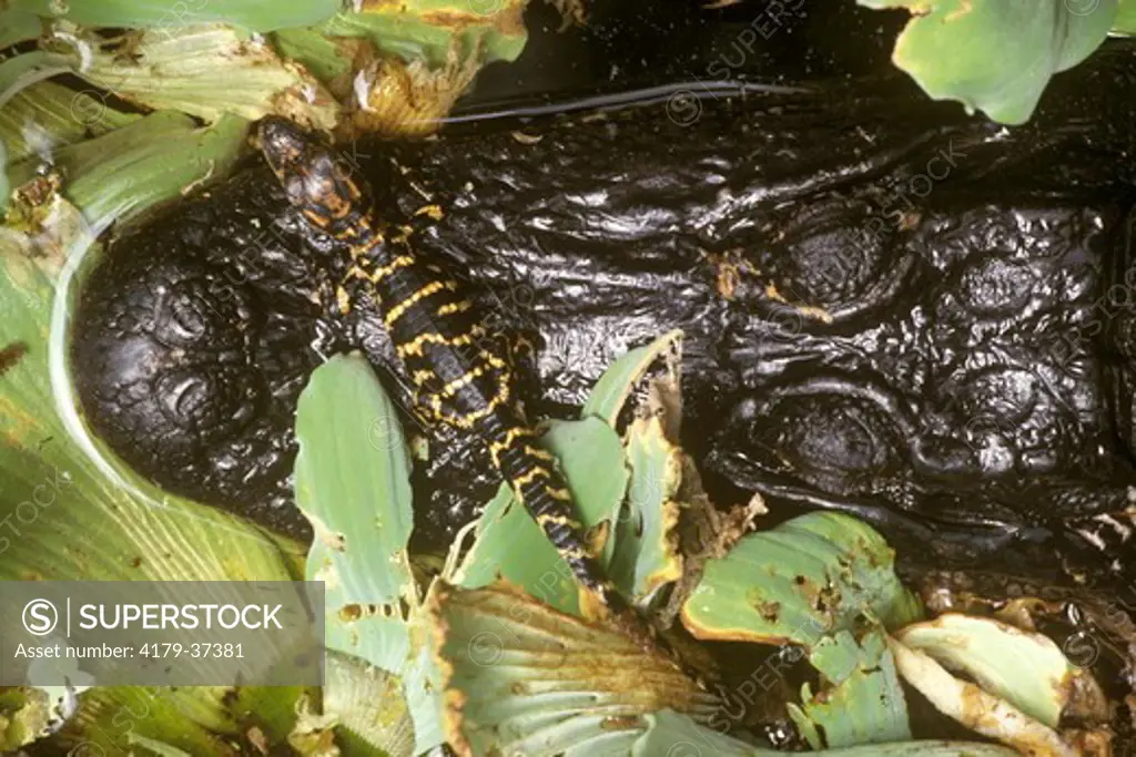 Am. Alligator, 1 wk. old hatchlings sunning on Mom's Nose, Corkscrew Swamp, FL