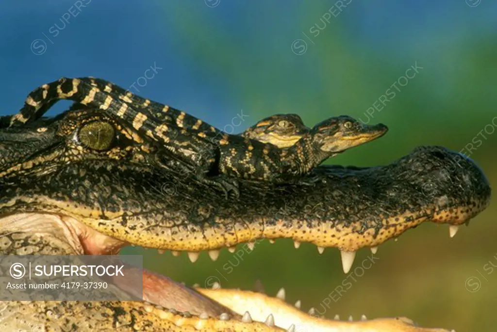 Am. Alligator Hatchlings on Top of Mom's Head, Rockefeller Refuge, LA