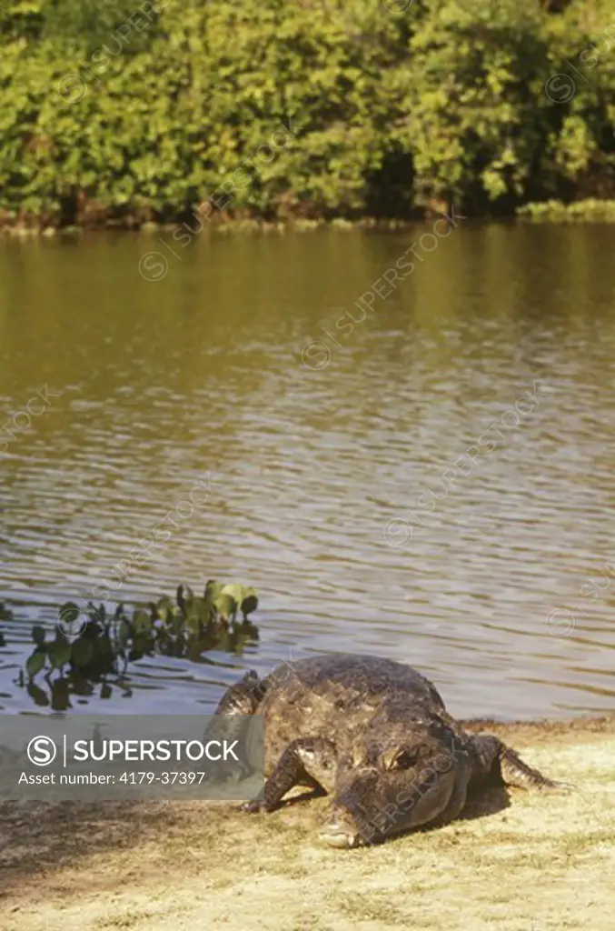Spectacled Caiman (Caiman crocodilus) Llanos Venezuela S.A.
