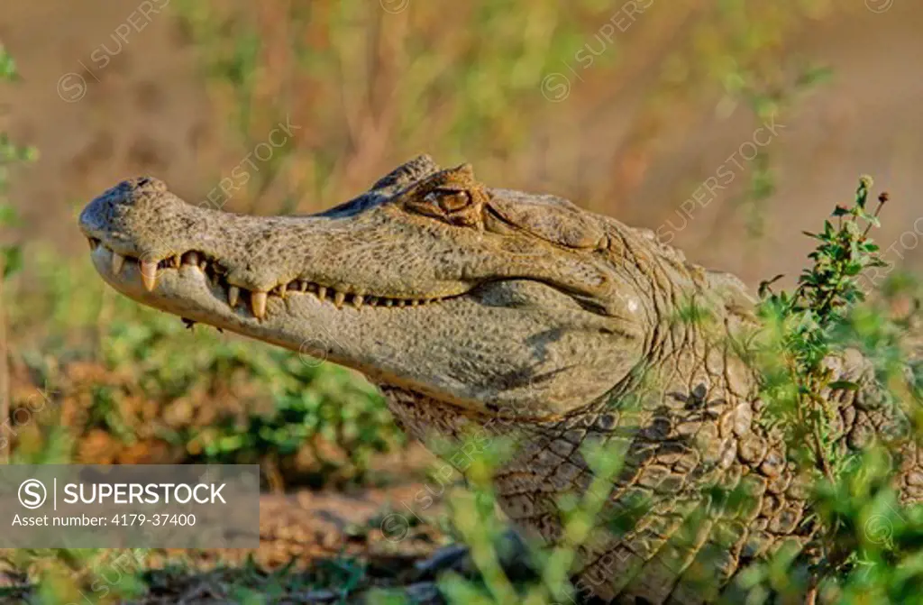 Spectacled Caiman (Caiman Crocodilus), Baba, Lllanos, Apure, Venezuela