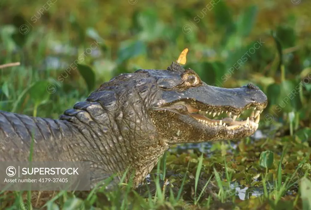 Caiman with Butterfly (Caiman crocodylus yacare), Pantanal, Brazil