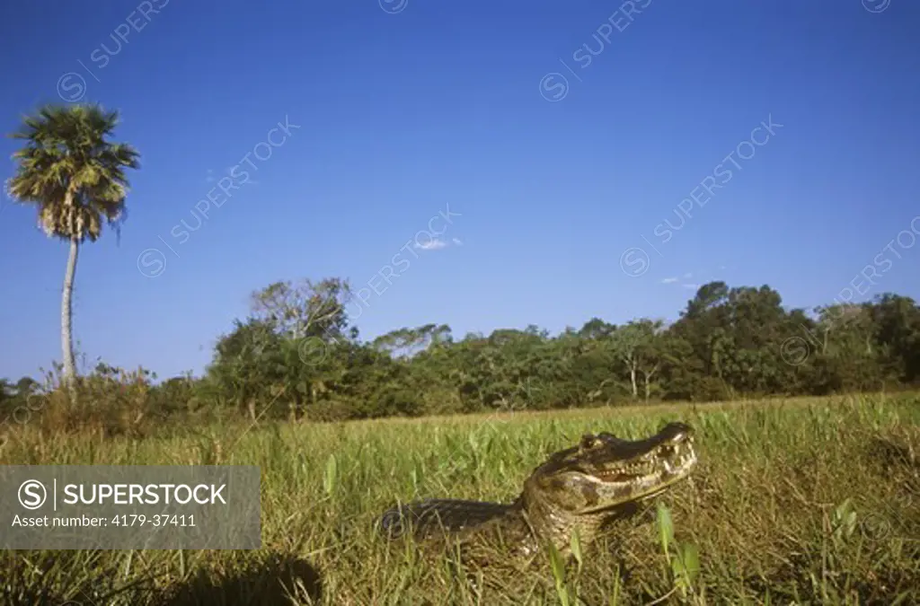 Jacare Caiman aka Paraguayan (C. c. yacare), Pantanal, Brazil