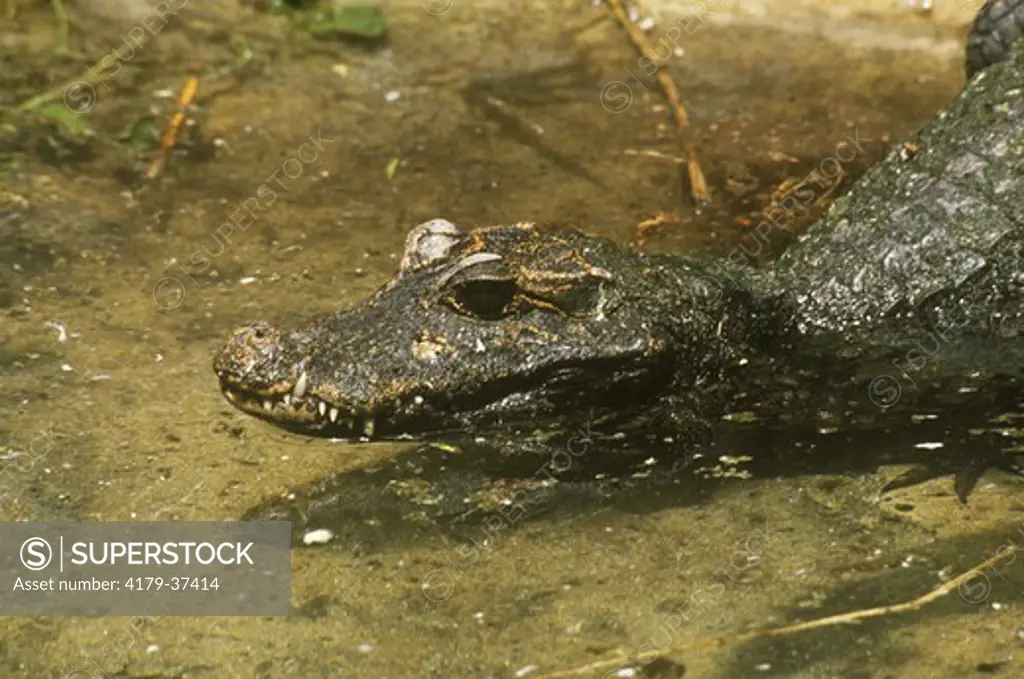 Caiman, Cuvier's Smooth-fronted (Paleosuchus palpebrosus, Florida, IC